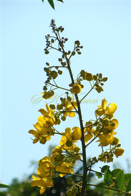  Inflorescence (Panicle of corymbose racemes)